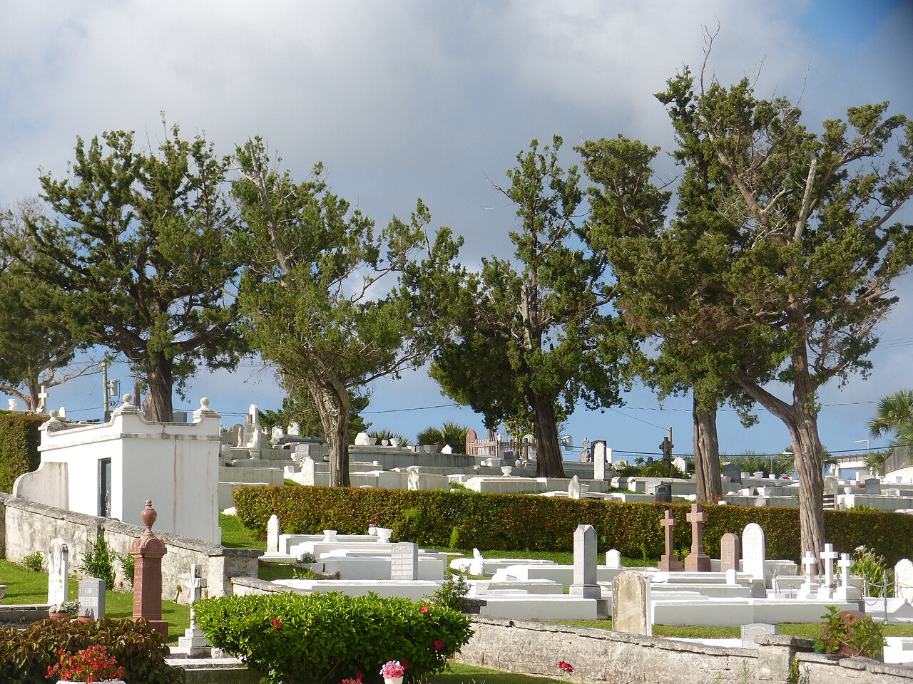 Bermuda juniper: Bermuda cedars ( Juniperus bermudiana ) in the cemetery of St. John's Church ( Church of England ), Pembroke , Bermuda in 2016.