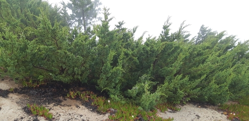 Bermuda juniper (Juniperus bermudiana)