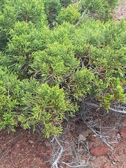Bermuda juniper (Juniperus bermudiana)