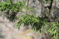 Juniperus blancoi (Juniperus blancoi)