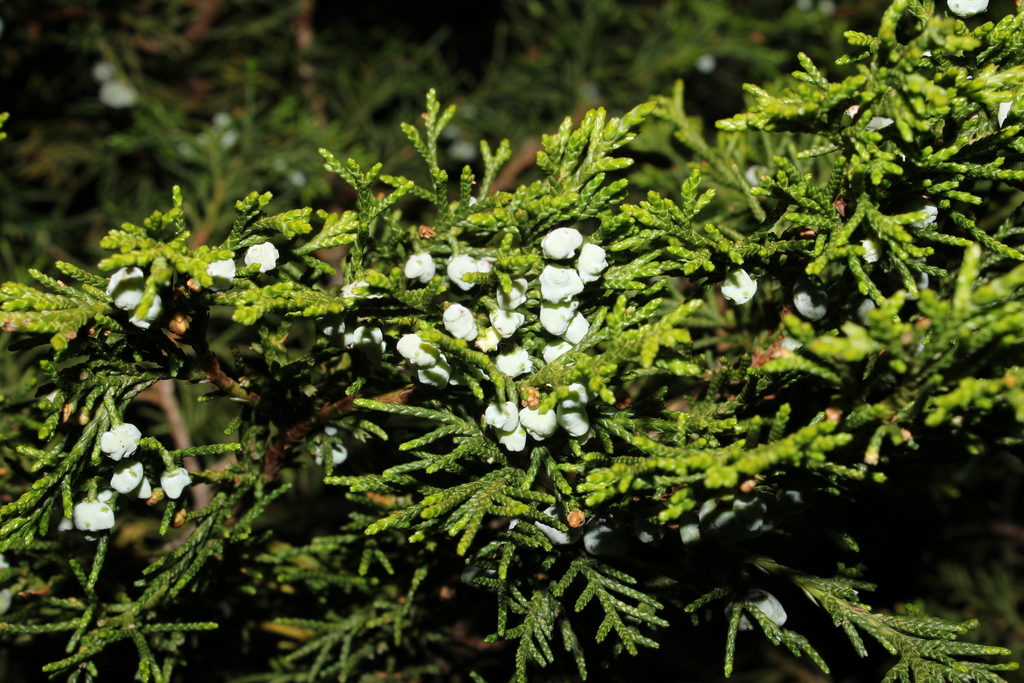 Juniperus blancoi (Juniperus blancoi)