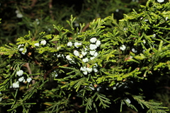 Juniperus blancoi (Juniperus blancoi)