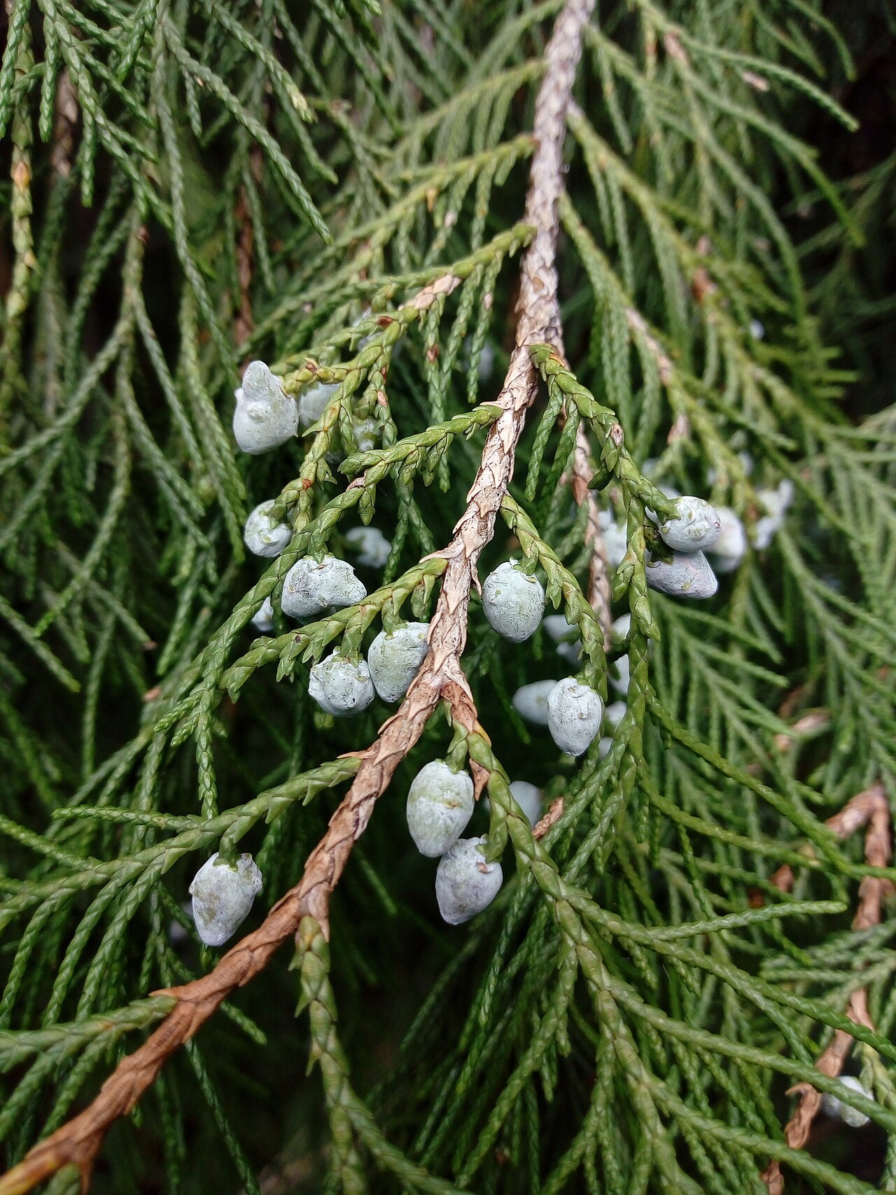 Juniperus blancoi: Photo of Blanco's Juniper uploaded from iNaturalist .