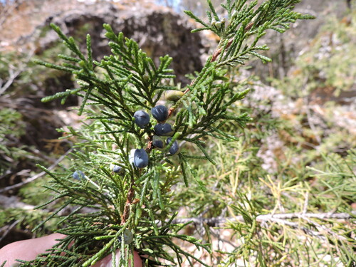 Juniperus blancoi (Juniperus blancoi)