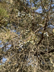 Juniperus blancoi (Juniperus blancoi)