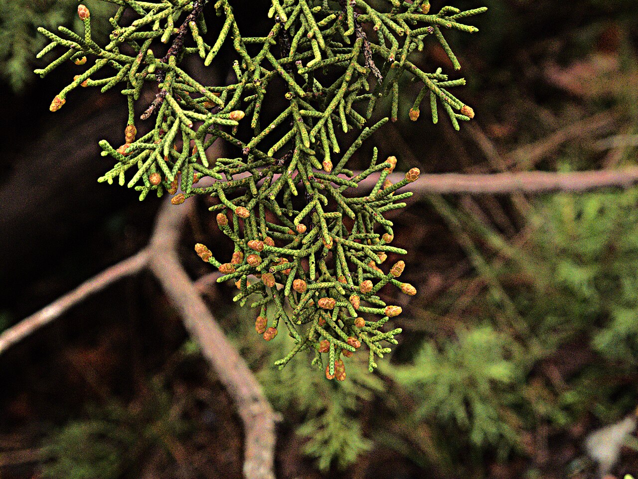 California juniper: Juniperus californica—California juniper. A multistemmed shrub sometimes reaching tree size, it ranges from Northern California through the Mojave Desert into S