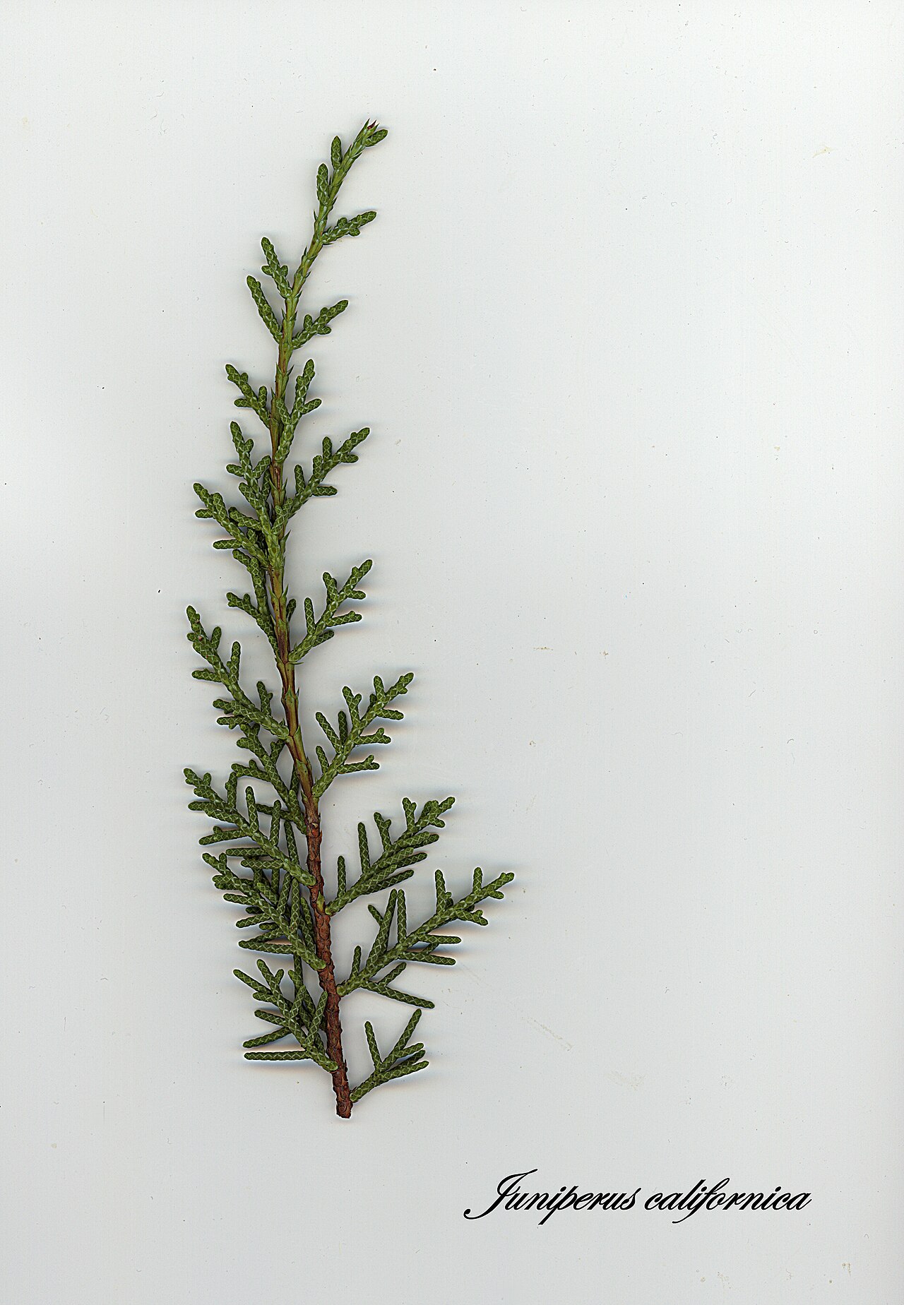 California juniper: Juniperus californica—California Juniper. Extends well south into Baja California and into southern Nevada and nothern Arizona. Populations encircle the Central