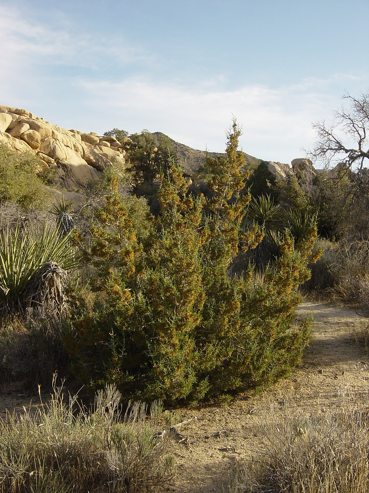 California juniper: California juniper in Joshua Tree National Park , California