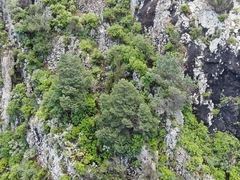 Juniperus canariensis (Juniperus canariensis)