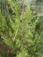 Juniperus canariensis (Juniperus canariensis)