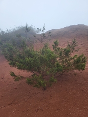Juniperus canariensis (Juniperus canariensis)