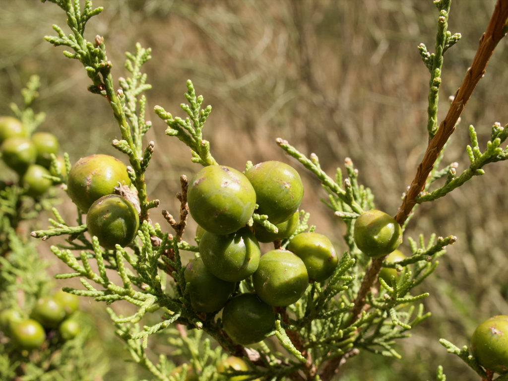 Juniperus canariensis (Juniperus canariensis)
