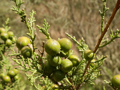 Juniperus canariensis (Juniperus canariensis)