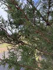 Juniperus canariensis (Juniperus canariensis)