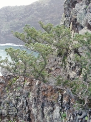 Juniperus canariensis (Juniperus canariensis)