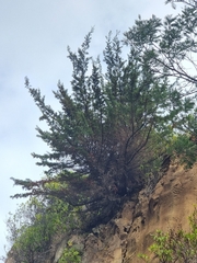 Juniperus canariensis (Juniperus canariensis)