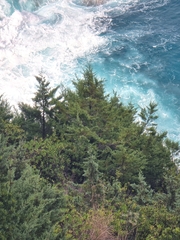 Juniperus canariensis (Juniperus canariensis)