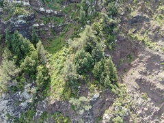Juniperus canariensis (Juniperus canariensis)