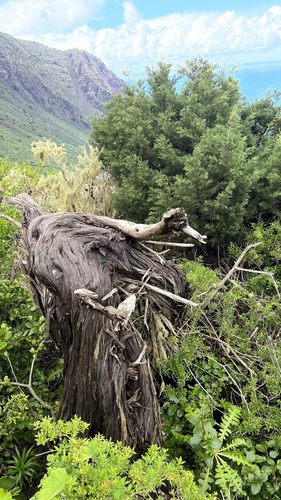 Juniperus canariensis (Juniperus canariensis)