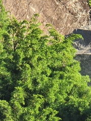 Juniperus canariensis (Juniperus canariensis)