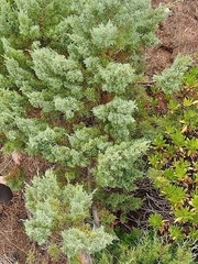 Juniperus canariensis (Juniperus canariensis)
