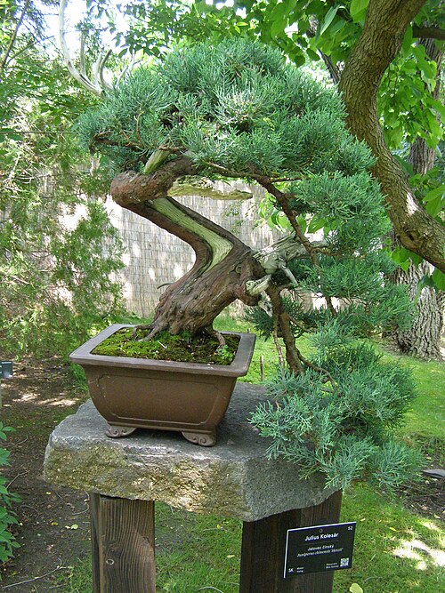Chinese juniper: Bonsai exhibited in the Botanical Garden Prague-Troja in the Japanese Garden section. Grower: Julius Kolesár; Species: Chinese juniper