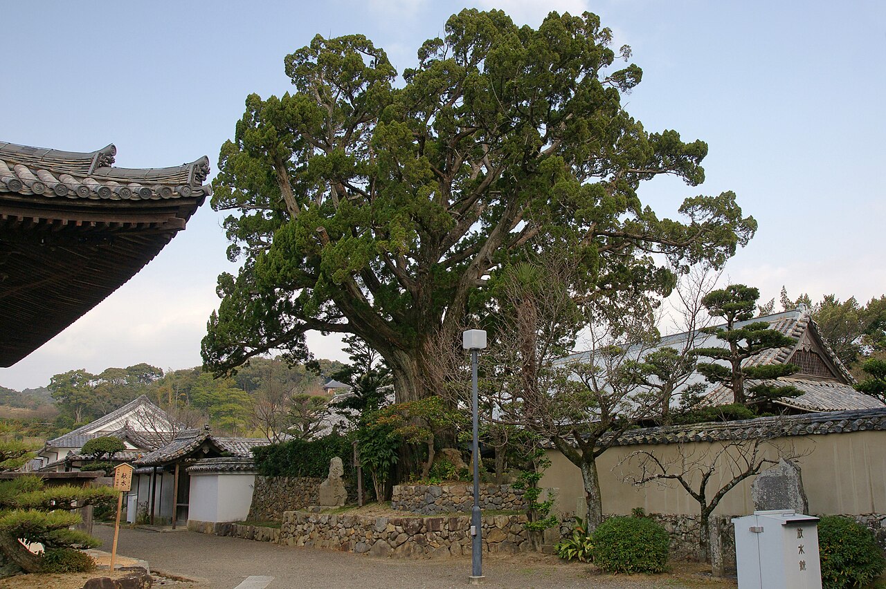 Chinese juniper: Dojoji , Hidakagawa , Wakayama prefecture, Japan