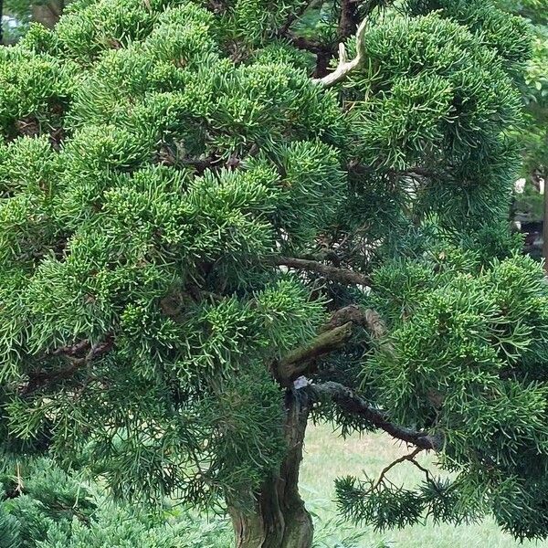 Chinese juniper (Juniperus chinensis)