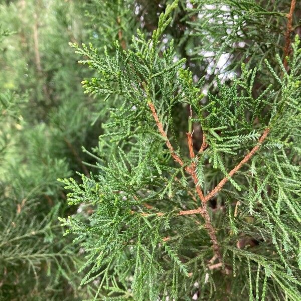 Chinese juniper (Juniperus chinensis)