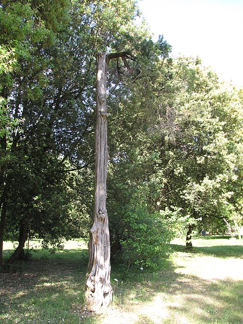 Chinese juniper: Arboretum National des Barres, Nogent-sur-Vernisson, Loiret, France. Juniperus chinensis L., Chinese juniper, trunk.