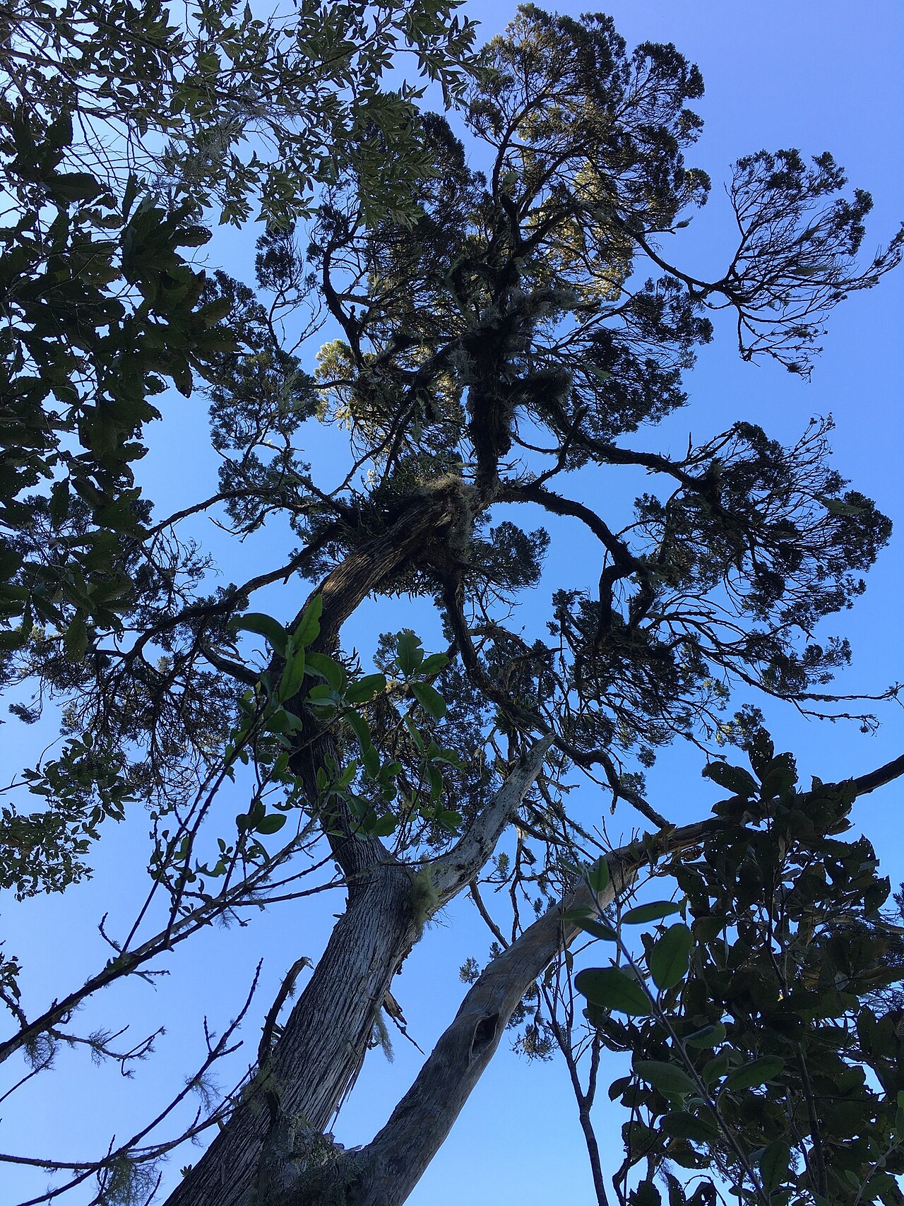 Comitan juniper: Juniperus comitana