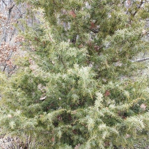 Common juniper (Juniperus communis)