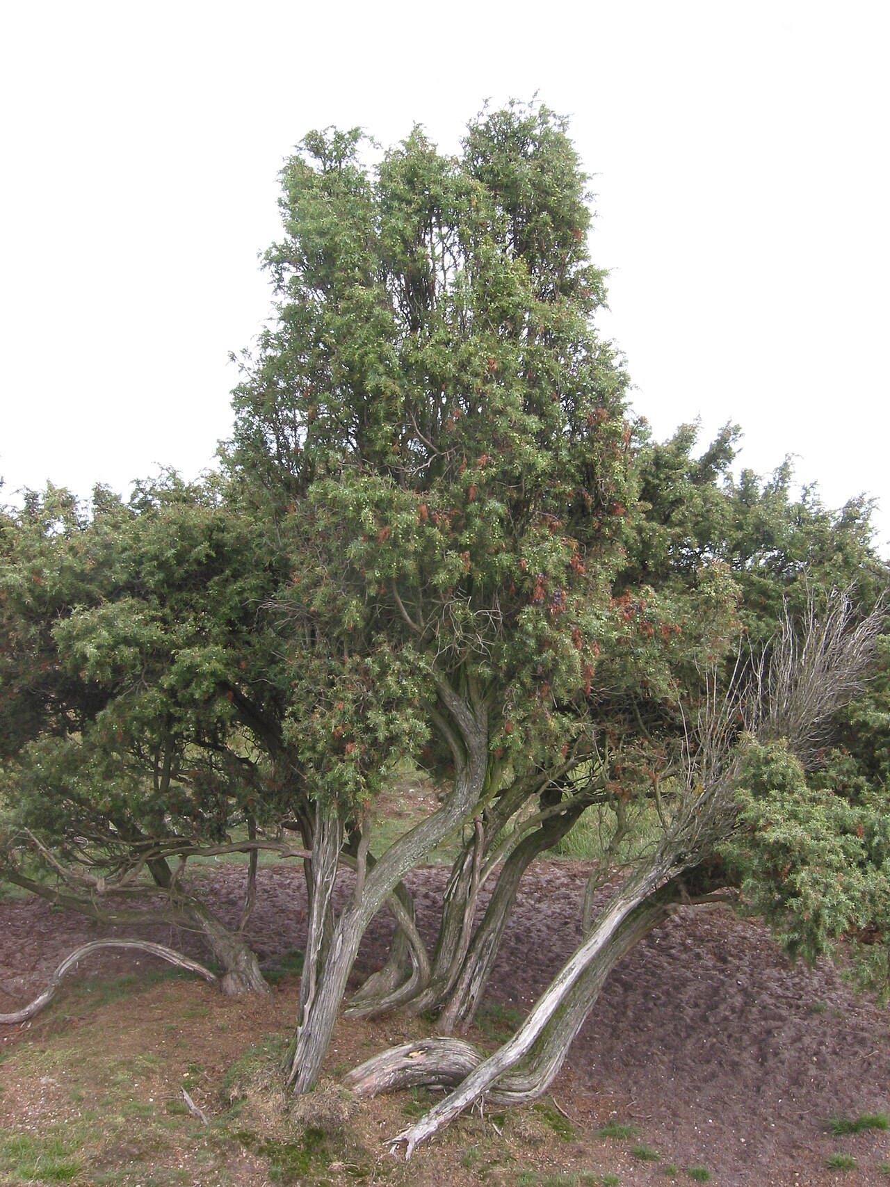 Common juniper: zelfgemaakte foto van Jeneverbes; half september nl:en:Image:Jeneverbes.jpg nl:nn:Fil:Jeneverbes.jpg
