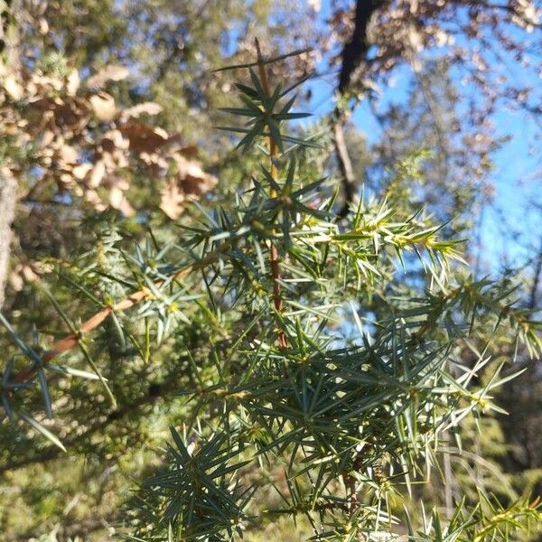 Common juniper (Juniperus communis)