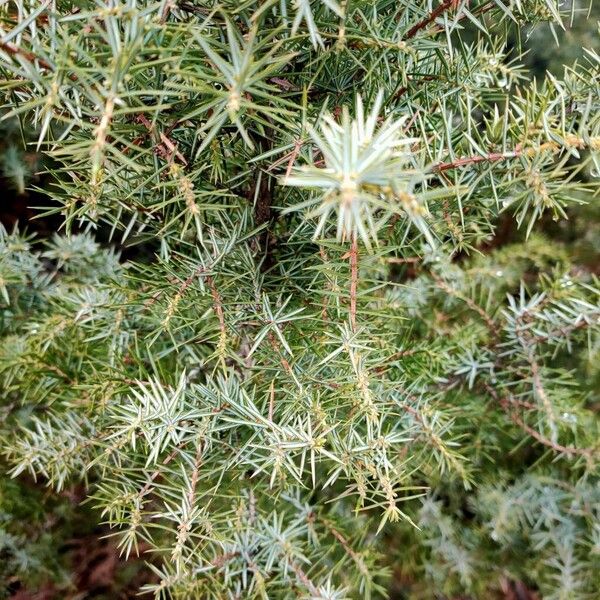 Common juniper (Juniperus communis)
