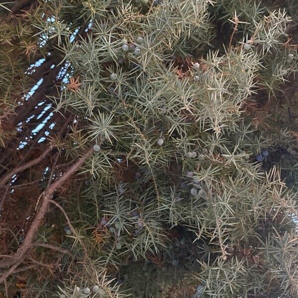 Common juniper (Juniperus communis)