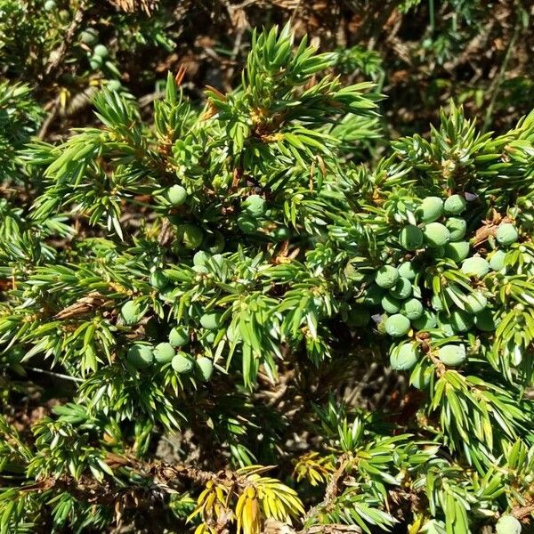 Common juniper (Juniperus communis)