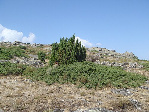 Common juniper: Juniperus communis subsp. hemisphaerica and Juniperus communis subsp. alpina , at Paramera de Ávila mountains, Spain, Ávila province.