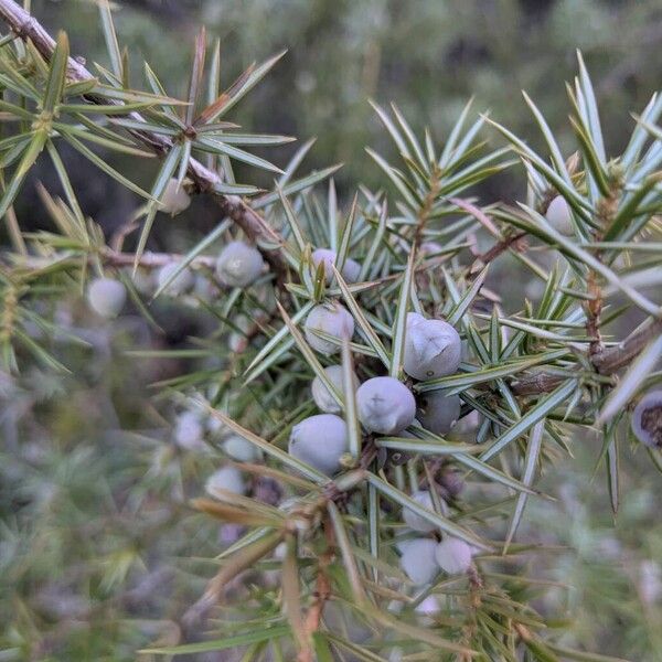 Common juniper (Juniperus communis)