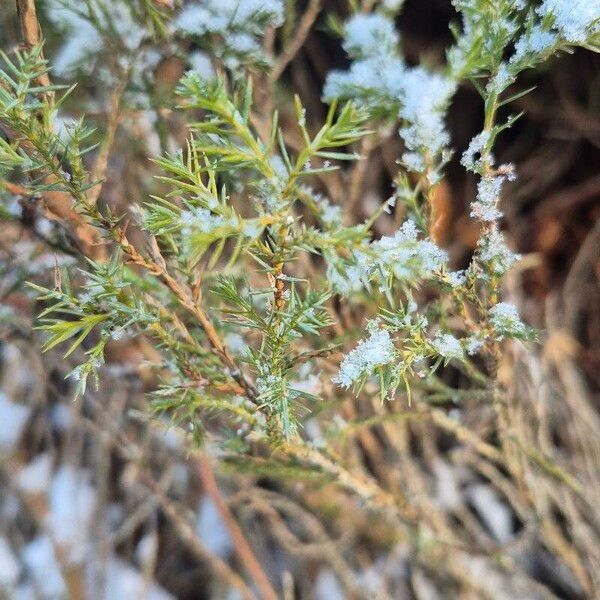 Common juniper (Juniperus communis)
