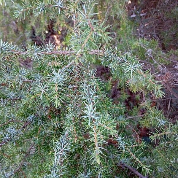 Common juniper (Juniperus communis)