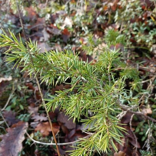 Common juniper (Juniperus communis)