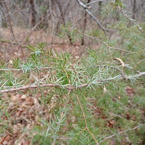 Common juniper (Juniperus communis)