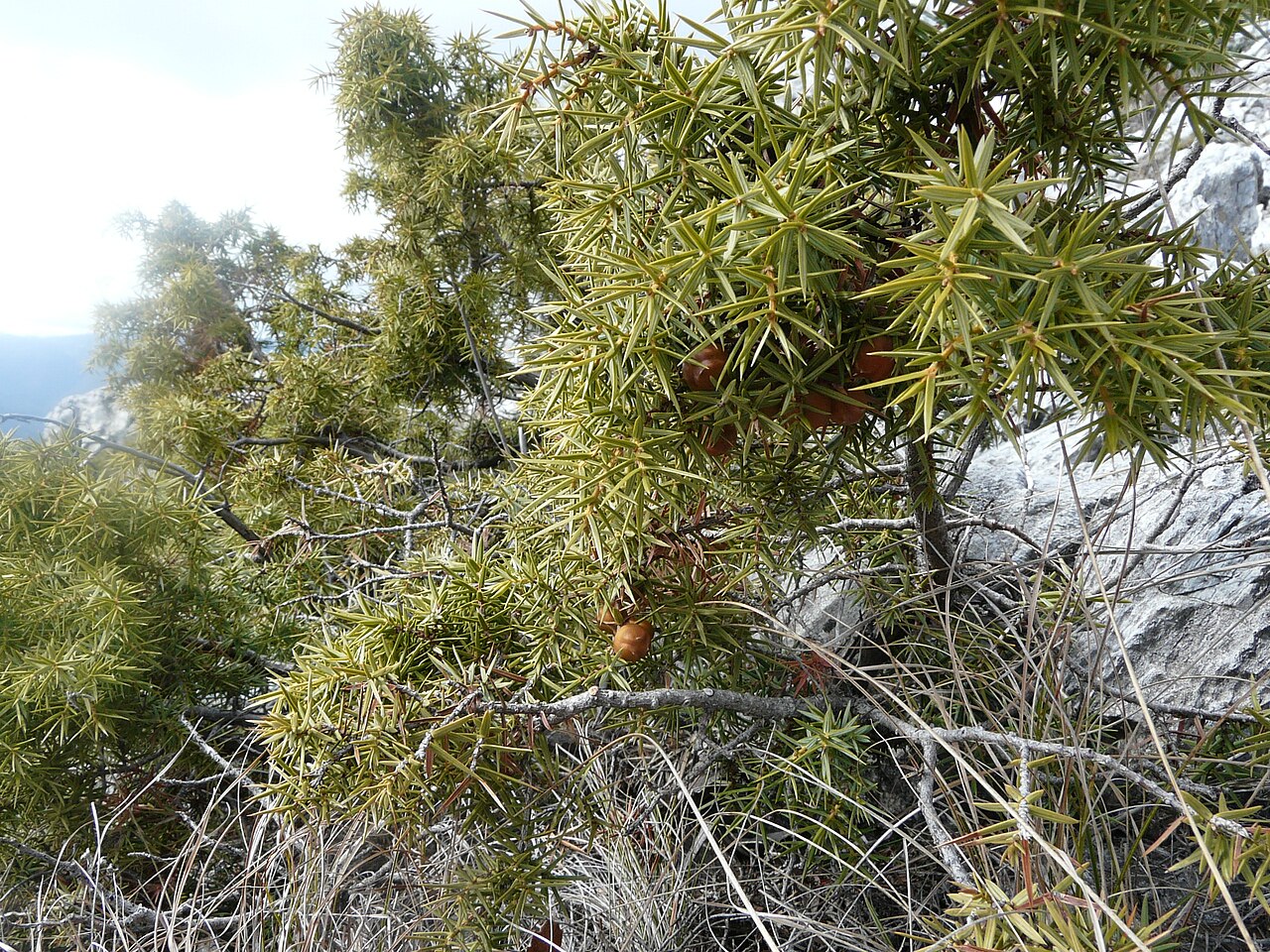 Juniperus deltoides: Juniperus deltoides , Rakotnici, Sopiste Municipality, Macedonia