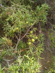 Juniperus deltoides (Juniperus deltoides)