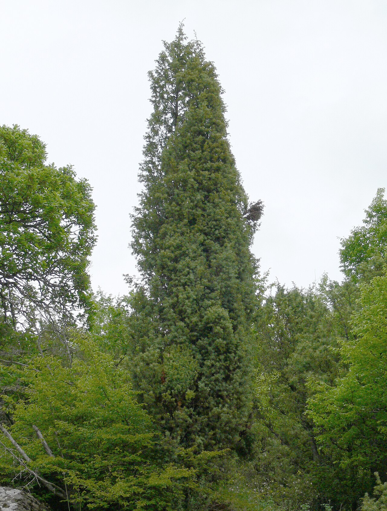 Juniperus deltoides: Juniperus deltoides tree, Bulgaria.