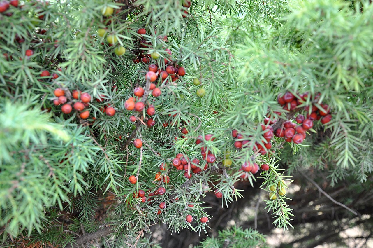 Juniperus deltoides: Taken in Shio Mgvime