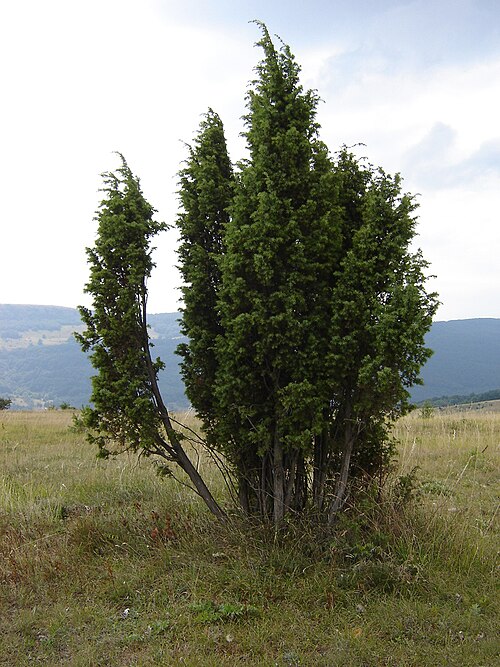 Juniperus deltoides: Juniperus deltoides shrubby tree, Bulgaria.
