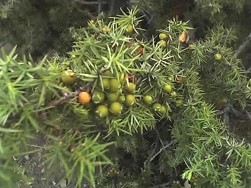 Juniperus deltoides: Juniperus deltoides in Mavronoros, Grevena, Greece