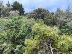 Juniperus deltoides (Juniperus deltoides)
